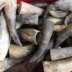 Könnte beinhalten: Eine Sammlung von natürlichen braunen und weißen Tierhörnern, einige mit polierter Oberfläche, in einem Haufen.