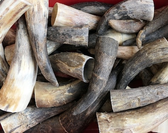 Corne de bœuf ou corne de vache, cornes de vache au kilo, vraie corne d&#39;animal, cornes de bœuf, ébauche pour corne à boire ou autres projets d&#39;artisanat