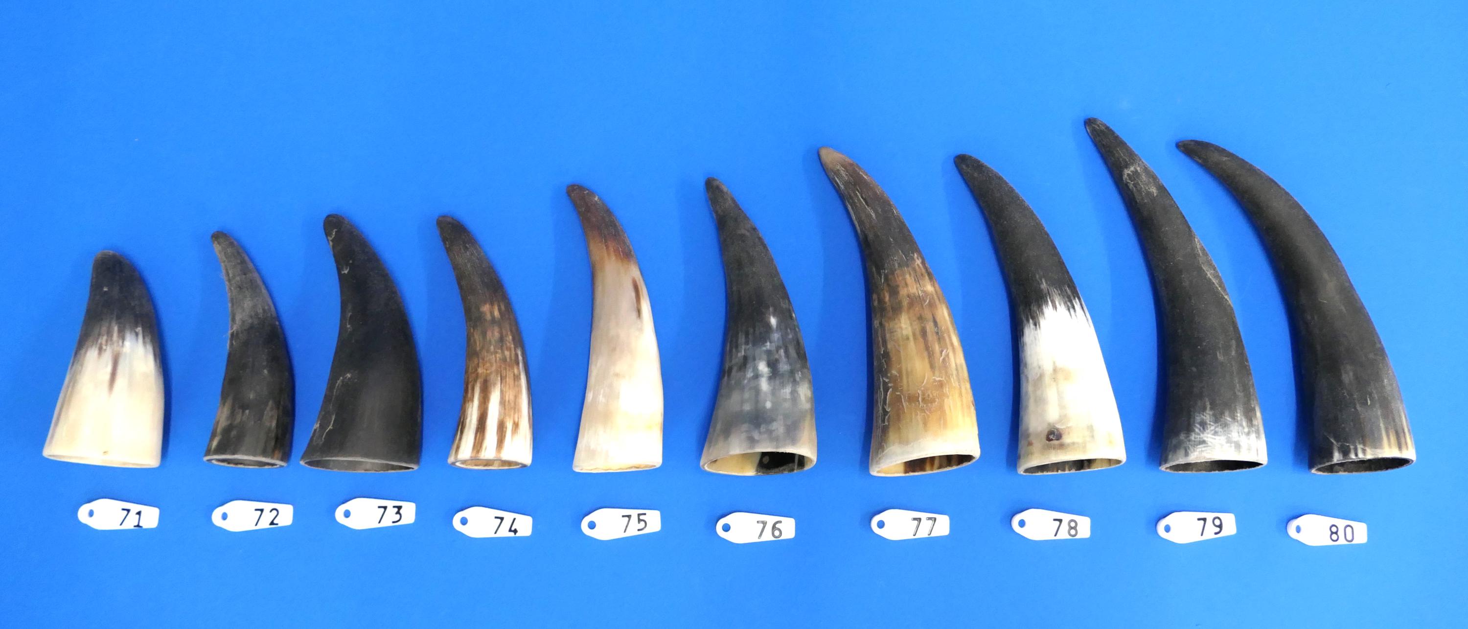 Corne de bétail ou corne de vache, vraie corne d'animal, cornes de bétail, vierge pour corne à boire ou projets d'artisanat, légèrement pré-poncée+huilée, WYSIWYG