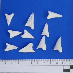 May include: A collection of ten white shark teeth on a blue background. The teeth are arranged in a random pattern. A ruler is visible in the bottom of the image.