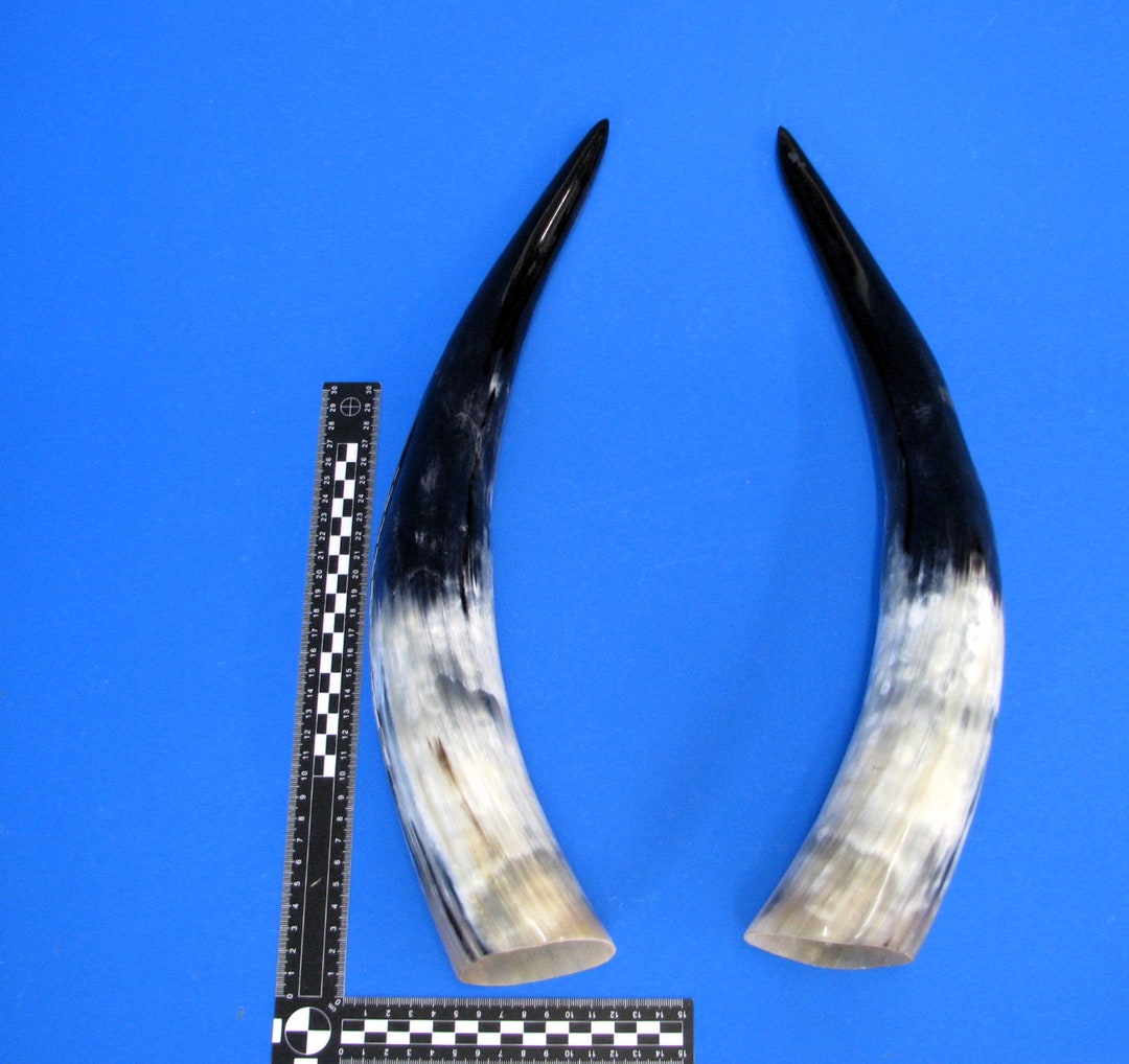Polished Cattle Horns Pair Pair of Cattle Horns Pair of Etsy