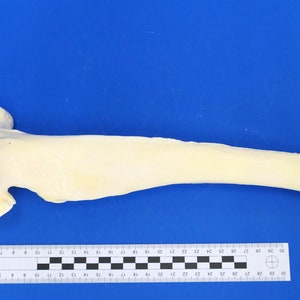 May include: A close-up of a long, white bone with a rounded end. The bone is about 30 inches long and is lying on a blue surface. A ruler is visible in the bottom of the image.