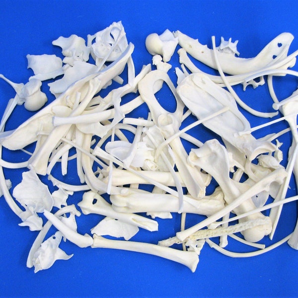 Huesos artesanales, productos rotos en una bolsa de 200 gramos. Huesos reales para decorar, incluidos los huesos de animales como huesos artesanales