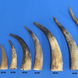 Może przedstawiać: Kolekcja zakrzywionych, naturalnych rogów o różnych rozmiarach, ułożonych w rzędzie na niebieskim tle. Rogi przechodzą od ciemnobrązowego do kremowo-beżowego. Wymiary od 25,4/38,1 cm do 127/139,7 cm.