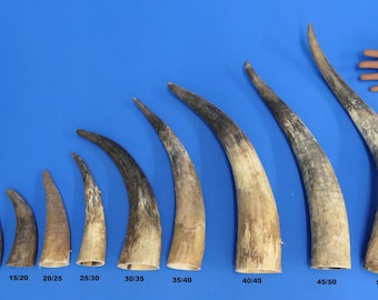 Corne de bovin, corne naturelle, disponible en différentes longueurs, petites cornes jusqu'à 35 cm, cornes de bétail vierges pour cornes à boire, prix par corne + frais de port