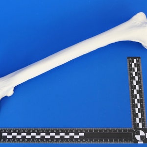 Könnte beinhalten: Ein weißes, anatomisches Femurmodell, diagonal auf einer blauen Oberfläche platziert. Ein schwarz-weißes Lineal liegt neben dem Knochen zur Maßstabsbestimmung. Der Oberschenkelknochen ist ein langer Knochen mit rundem Kopf und strukturierter Oberfläche.