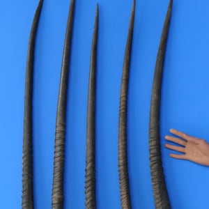 Könnte beinhalten: Fünf dunkelbraune, gebogene Hörner unterschiedlicher Länge, jedes mit einer Spitze. Einige Hörner haben strukturierte, geriffelte Abschnitte. Die Hörner werden vor einem einfarbigen blauen Hintergrund gezeigt.