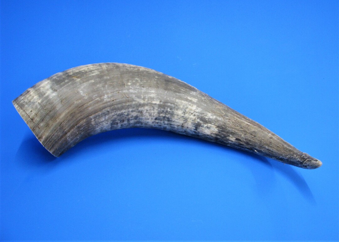 Beef Horn XL Cow Horn Real Animal Horn With Oversize Etsy