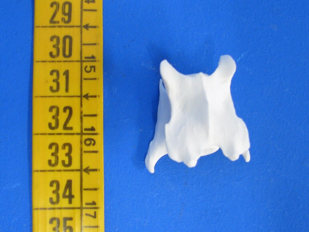 1 Cervical Vertebrae, Bones of the Red Fox. Real Bones for Decor…