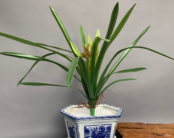 Purple Leaf 100cm Artificial Cymbidium Orchid Plant-Extra Large Black Plastic Pot Design UK Purple Leaf 100cm Artificial Cymbidium Orchid Plant-Extra Large Black Plastic Pot Design UK