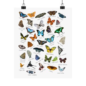 Beautiful Butterflies Poster