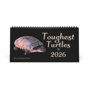 May include: A black desk calendar with a spiral binding. The cover features a photo of an African Helmeted Turtle and the text "Toughest Turtles of 2026". The calendar is designed to stand upright.