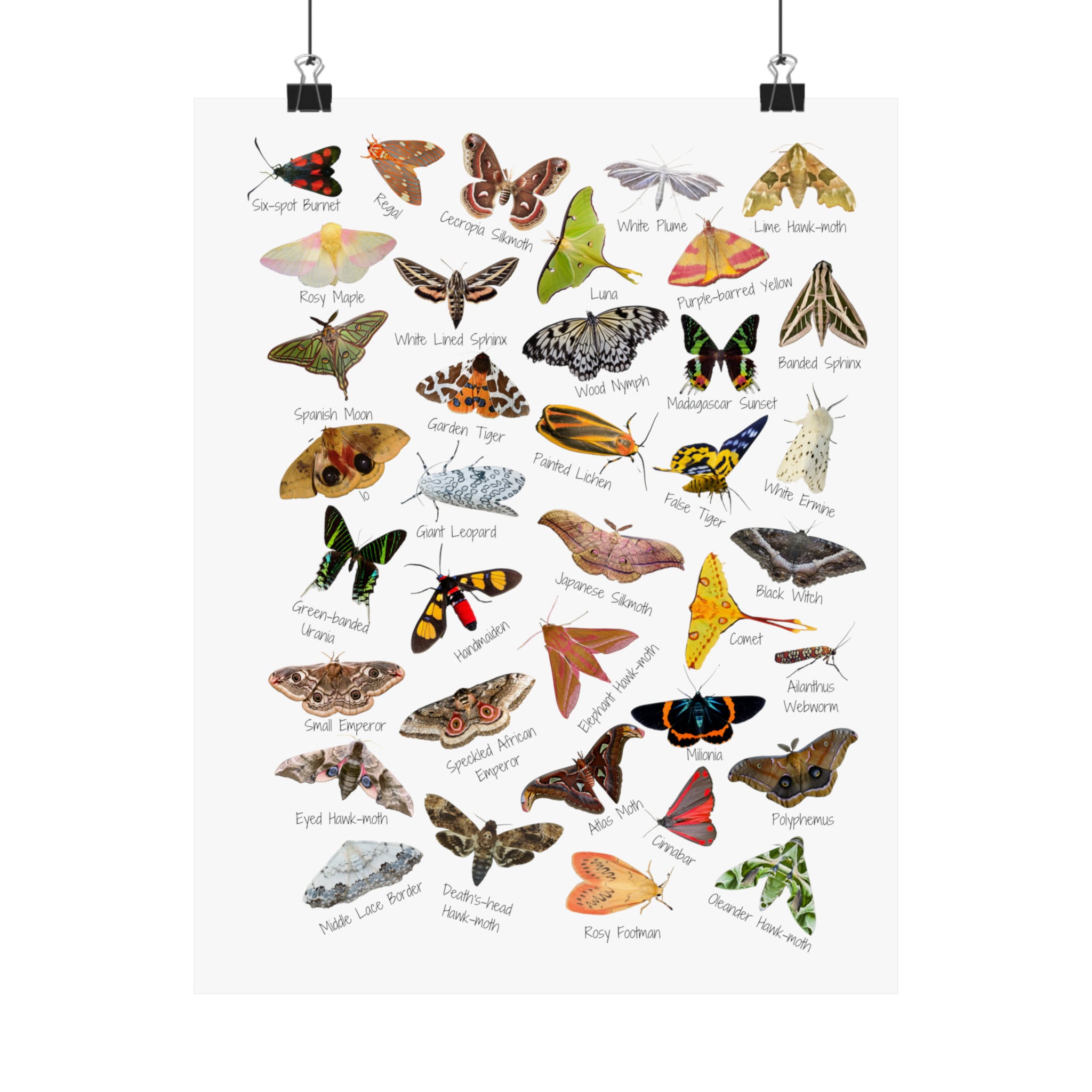 Marvelous Moths Poster - Etsy