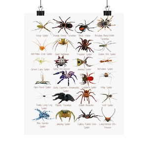 Stupendous Spiders Poster