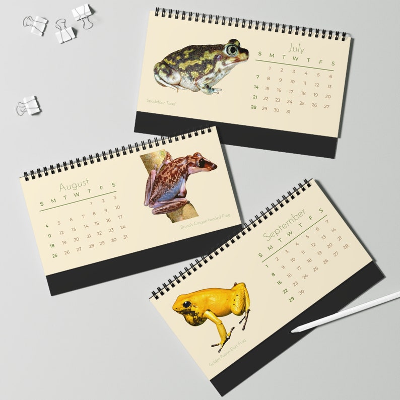 Frogs & Toads of 2024 Desk Calendar Etsy