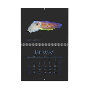 May include: A calendar showing a golden cuttlefish on a black background. The month of January is displayed in blue. The calendar is bound with a silver spiral and has a small hole for hanging. The text "GOLDEN CUTTLEFISH" is also visible.