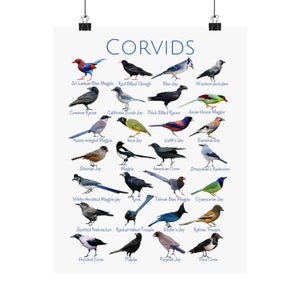 Corvids Poster (28 Unique Corvids!)