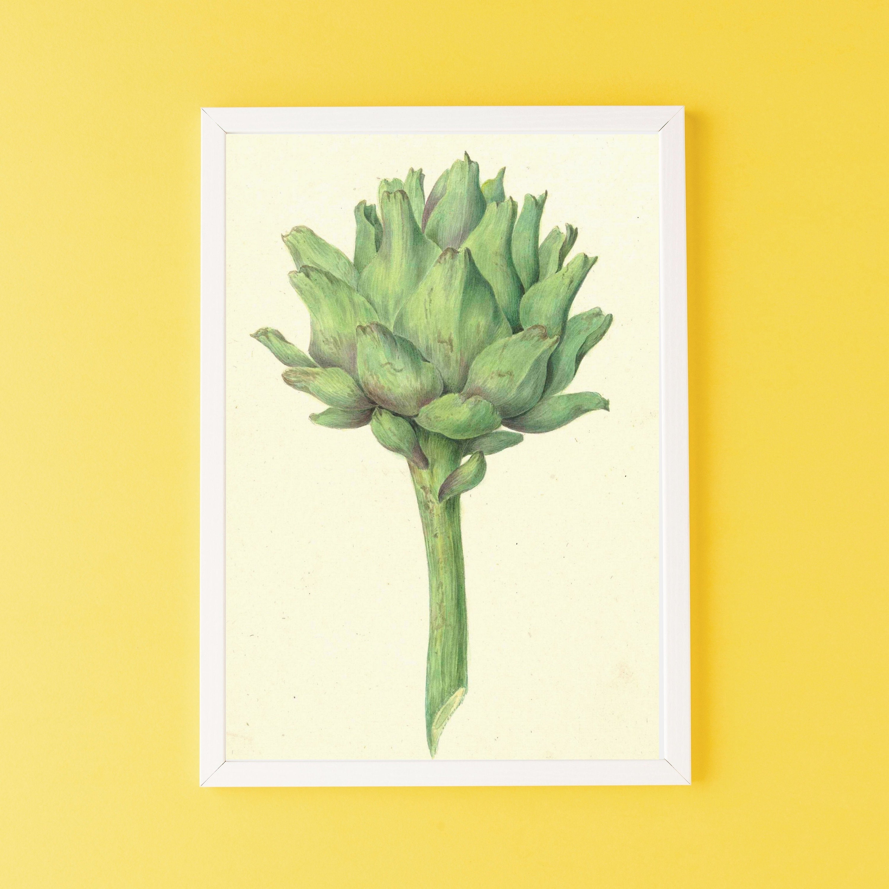 Artful Illustration of an Artichoke From the 19th C Etsy UK