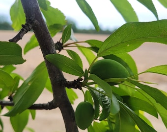10 Chickasaw Plum Stem Cuttings