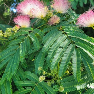 Mimosa Tree Seedlings/Saplings Persian Silk Tree