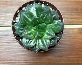 3" Variegated Haworthia Cuspidata, Live Succulent, Window Plant