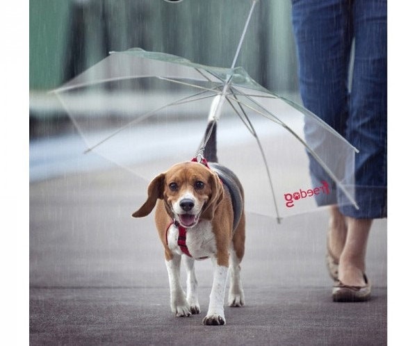 dog umbrella hat
