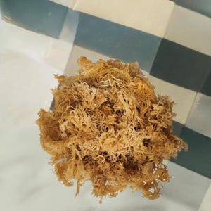 May include: A close-up shot of a pile of dried sea moss. The sea moss is a light brown color and has a tangled, fibrous texture. The background is a checkered pattern of white, light blue, and dark blue squares.
