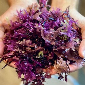 Original Purple Chondrus Crispus (Irish Moss) Sea Moss Gel | Sourced from the Northern Atlantic | Nutrient-Rich Superfood