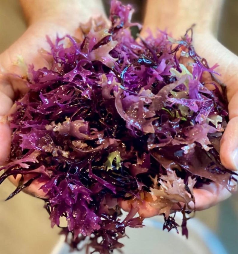 Original Purple Chondrus Crispus (Irish Moss) Sea Moss Gel | Sourced from the Northern Atlantic | Nutrient-Rich Superfood