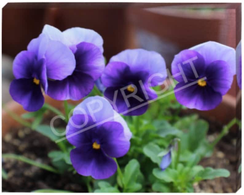 11x14 Purple Pansies