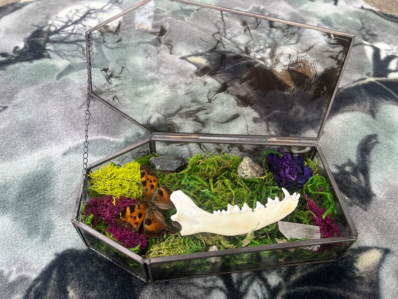 Taxidermy Smokey Glass Coffin Terrarium Etsy