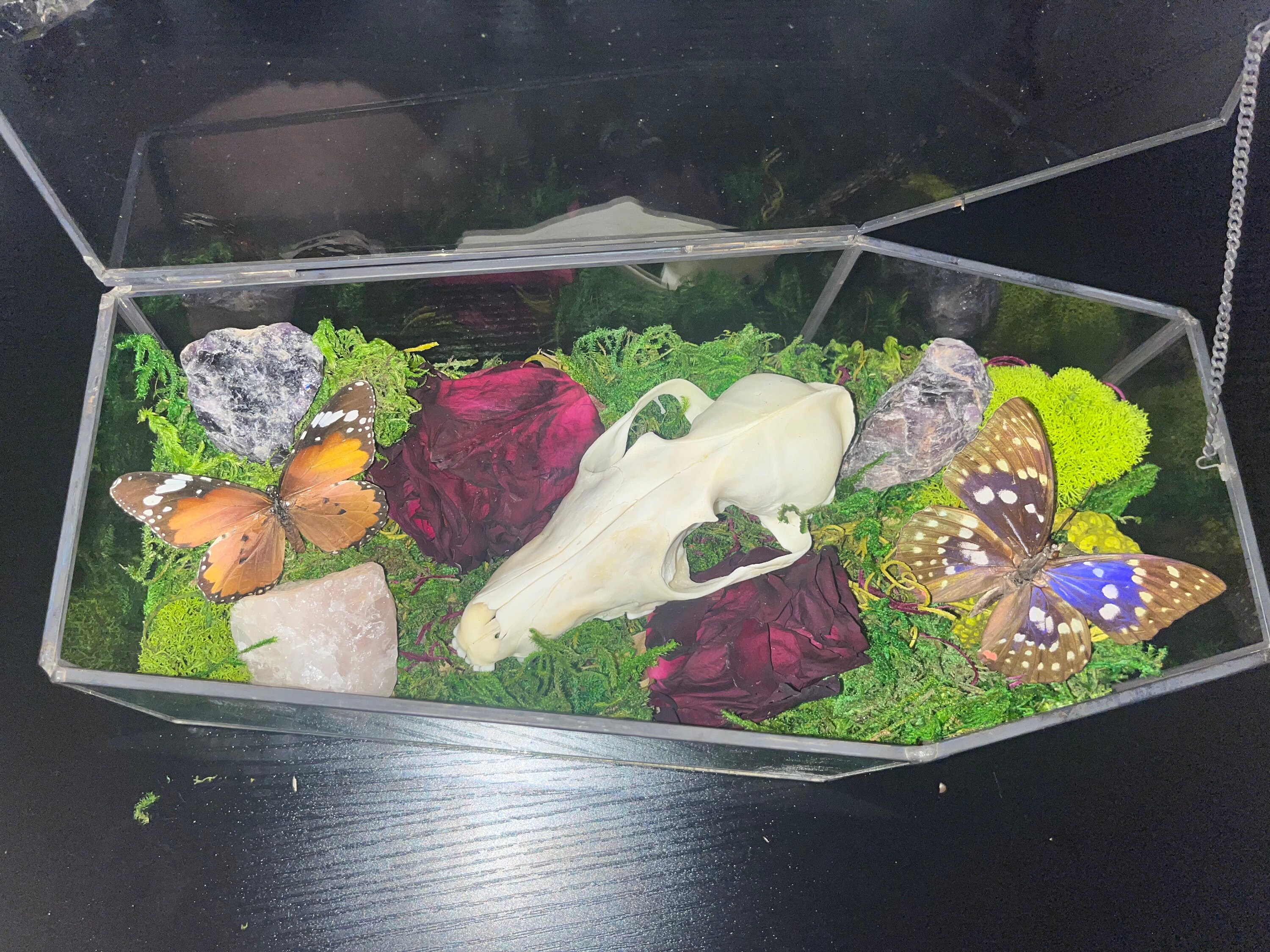 Taxidermy Glass Coffin Terrarium Etsy