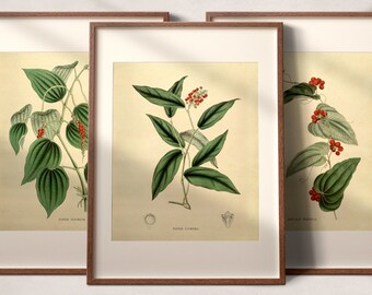 Vintage Set of 3 Botanical Prints | Printable Antique Gallery Wall | Green Plants Red Berries | Downloadable Digital Art