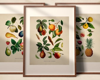 Vintage Fruit Posters Set of 3 | Printable Gallery Wall Art | Colorful Kitchen Prints | Downloadable Digital Wall Decor