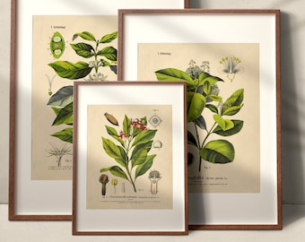 Instant Dark Academia Gallery Wall Set of 6 Botanical Prints |  | Printable Gallery Wall Art | Downloadable Vintage Digital Prints
