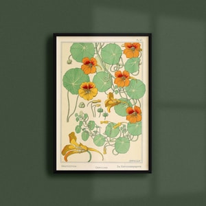 Op de afbeelding: Een vintage botanische illustratie van een plant van de Oost-Indische kers met oranje en gele bloemen en groene bladeren. De illustratie is ingelijst en heeft de tekst "Nasturtium" en "Die Kapuzinerkresse" onder de afbeelding.