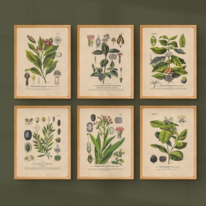 Estampas Botânicas Dark Academia | Conjunto de 6 | Arte de parede de galeria para impressão | Impressões digitais vintage para download