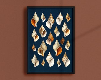 Vintage Shells Wall Art Instant Download Poster Printable Shell Wall Art Downloadable Nautical Decor Artwork