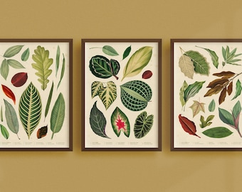 Botanical Gallery Wall Vintage Leaf Prints Set of 3 Printable Botanical Gallery Wall Art Instant Download Vintage Home Decor Set of Posters