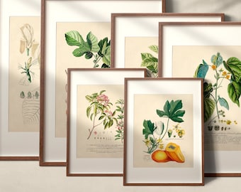 Instant Gallery Wall Botanical Prints Set of 6 Dark Academia Printable Gallery Wall Art Instant Download Vintage Digital Art Prints