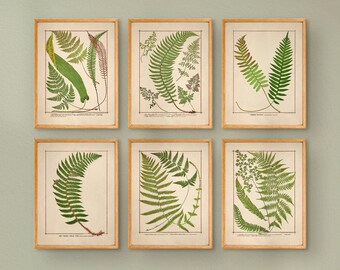 Light Academia Botanical Prints Vintage Fern Art Set of 6 | Printable Gallery Wall Art | Downloadable Vintage Digital Prints