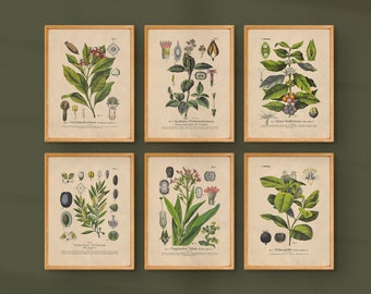 Dark Academia Botanical Prints | Set of 6 | Printable Gallery Wall Art | Downloadable Vintage Digital Prints