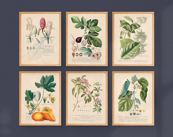 Dark Academia Botanical Gallery Wall Prints Set of 6 Printable Gallery Wall Art Instant Download Vintage Digital Art Prints