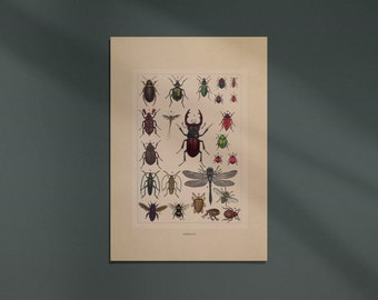 Vintage Insect Specimens Poster Printable Wall Art Nature Poster Print at Home Dark Academia Decor Witchy Pagan Art