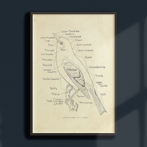 Dark Academia Vintage Vogel Anatomie Poster | Druckbare Wandkunst | Herunterladbarer Digitaldruck | Ornithologie-Karte