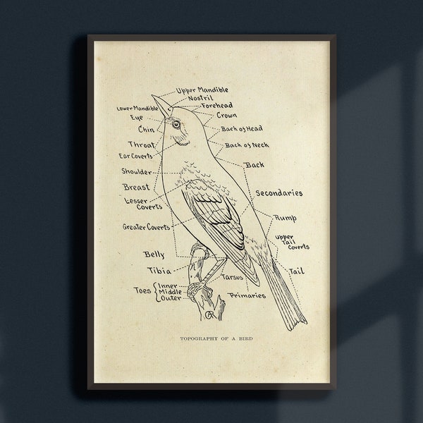 Dark Academia Vintage Bird Anatomy Poster | Printable Wall Art | Downloadable Digital Print | Ornithology Chart