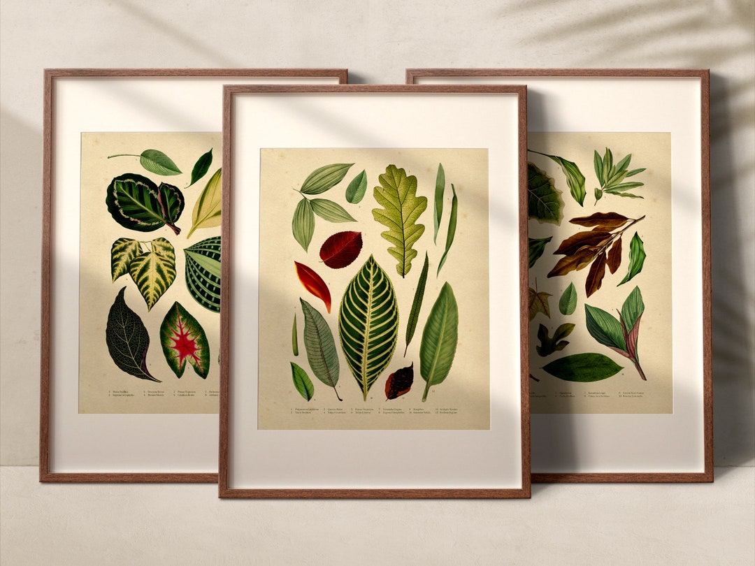 Instant Download Vintage Gallery Wall Set Botanical Art Prints Set of 3 ...