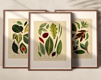 Instant Download Vintage Gallery Wall Set Botanical Art Prints Set of 3 Printable Nature Wall Art Leaf Posters Vintage Home Decor