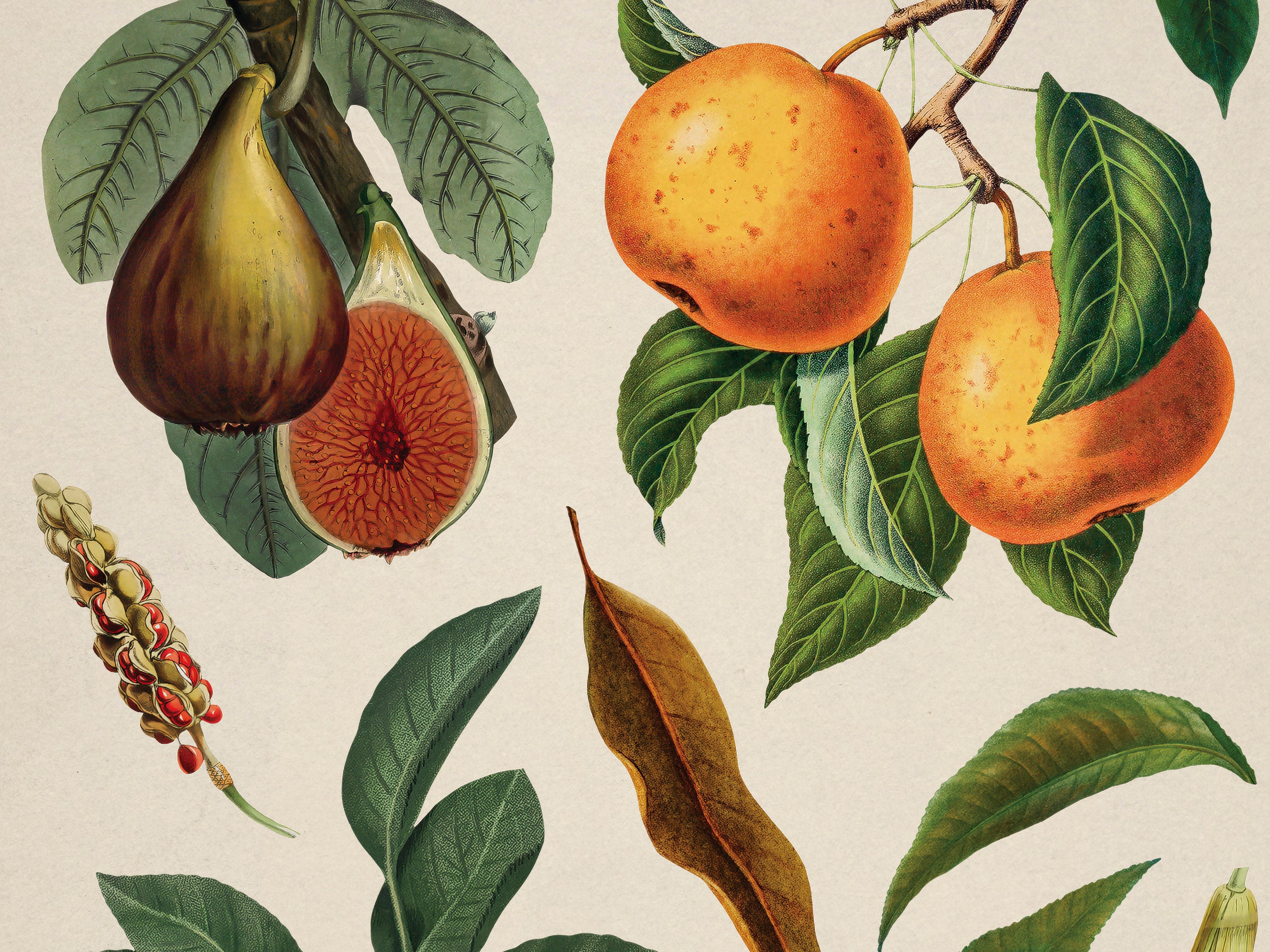 Vintage Fruit Posters Set of 3 Printable Gallery Wall Art - Etsy
