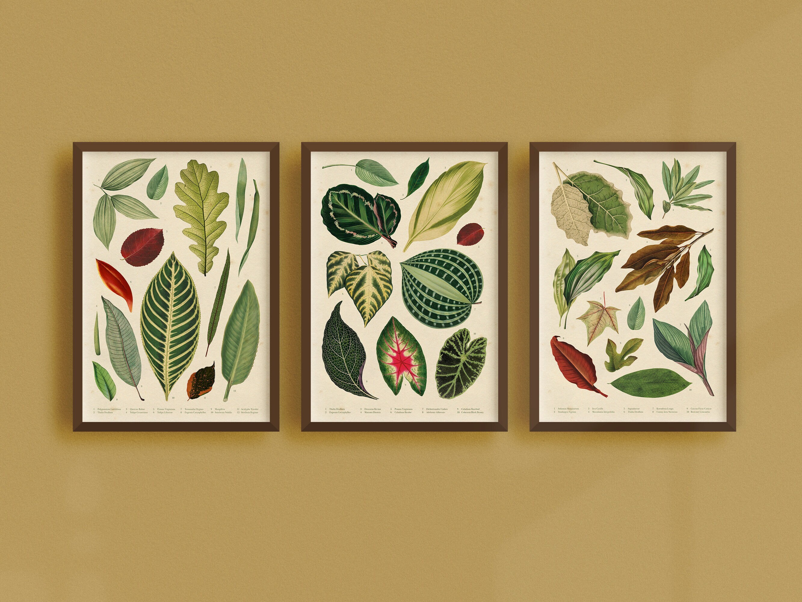Instant Download Vintage Gallery Wall Set Botanical Art Prints Set of 3 ...